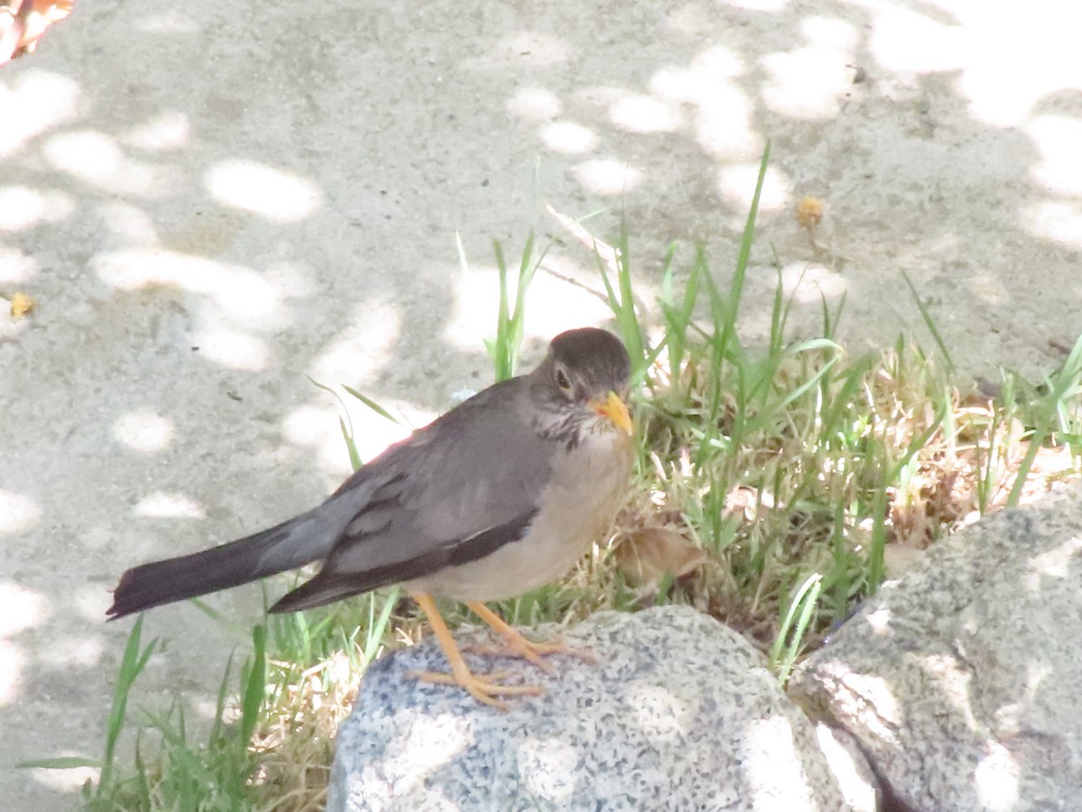 Austral Thrush - Gustavo Espinoza