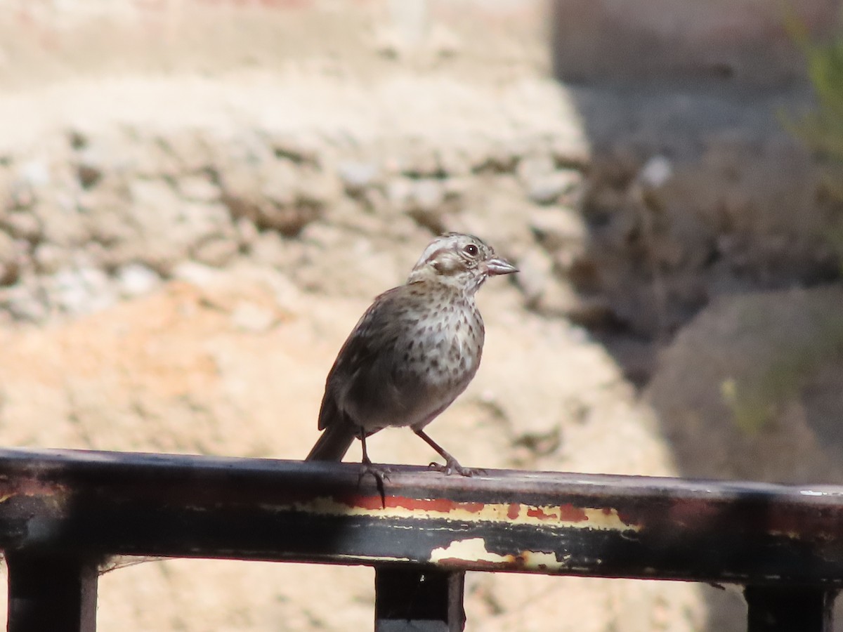 Rufous-collared Sparrow - ML425817401