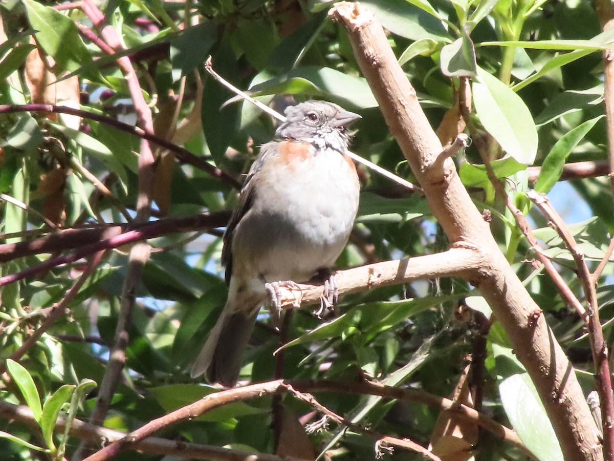 Rufous-collared Sparrow - ML425817431