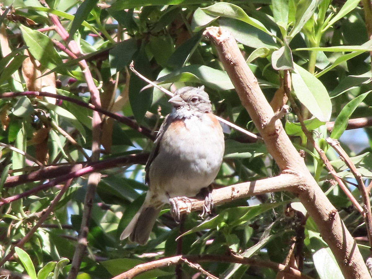 Rufous-collared Sparrow - ML425817441