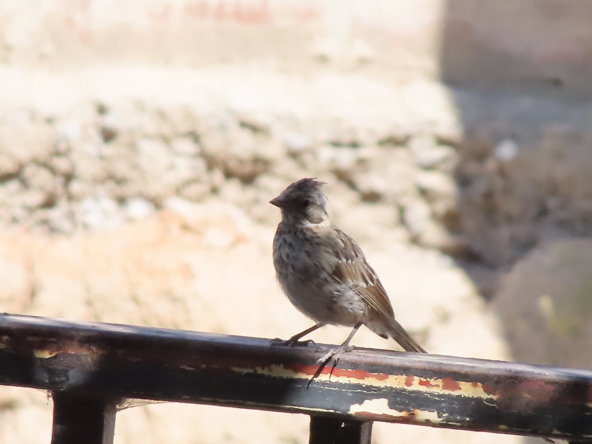 Rufous-collared Sparrow - ML425817451