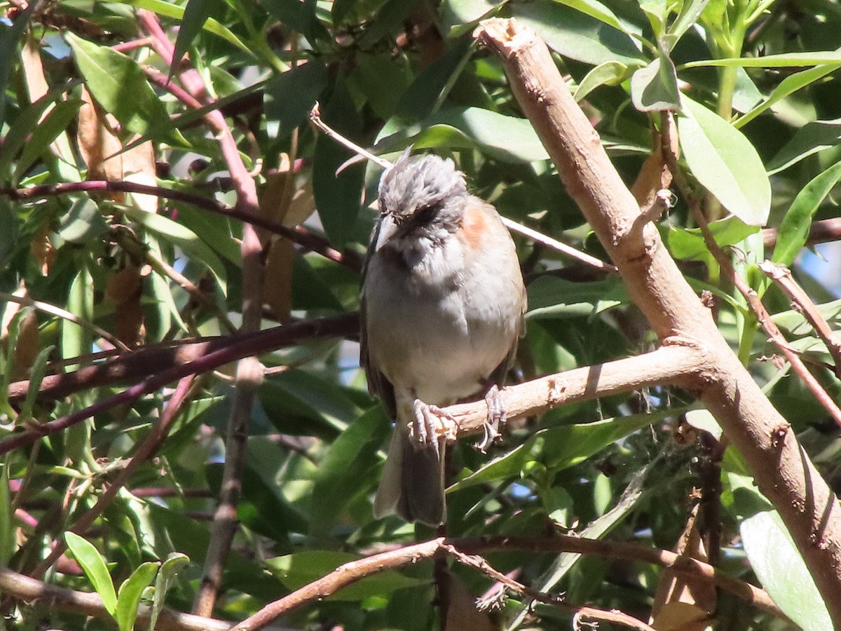 Rufous-collared Sparrow - Gustavo Espinoza