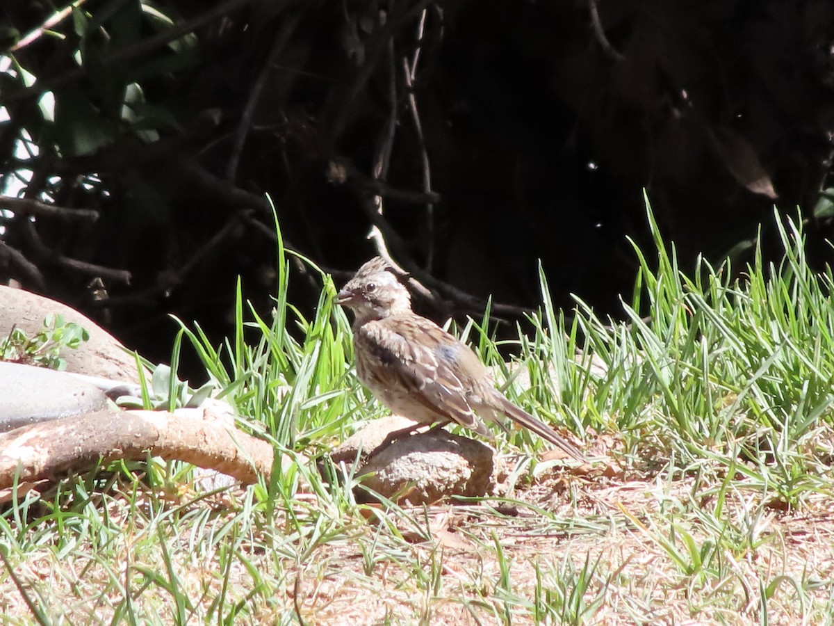 Rufous-collared Sparrow - ML425817481