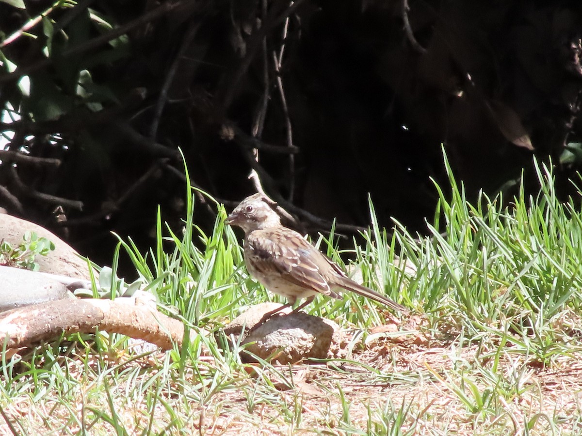 Rufous-collared Sparrow - ML425817491