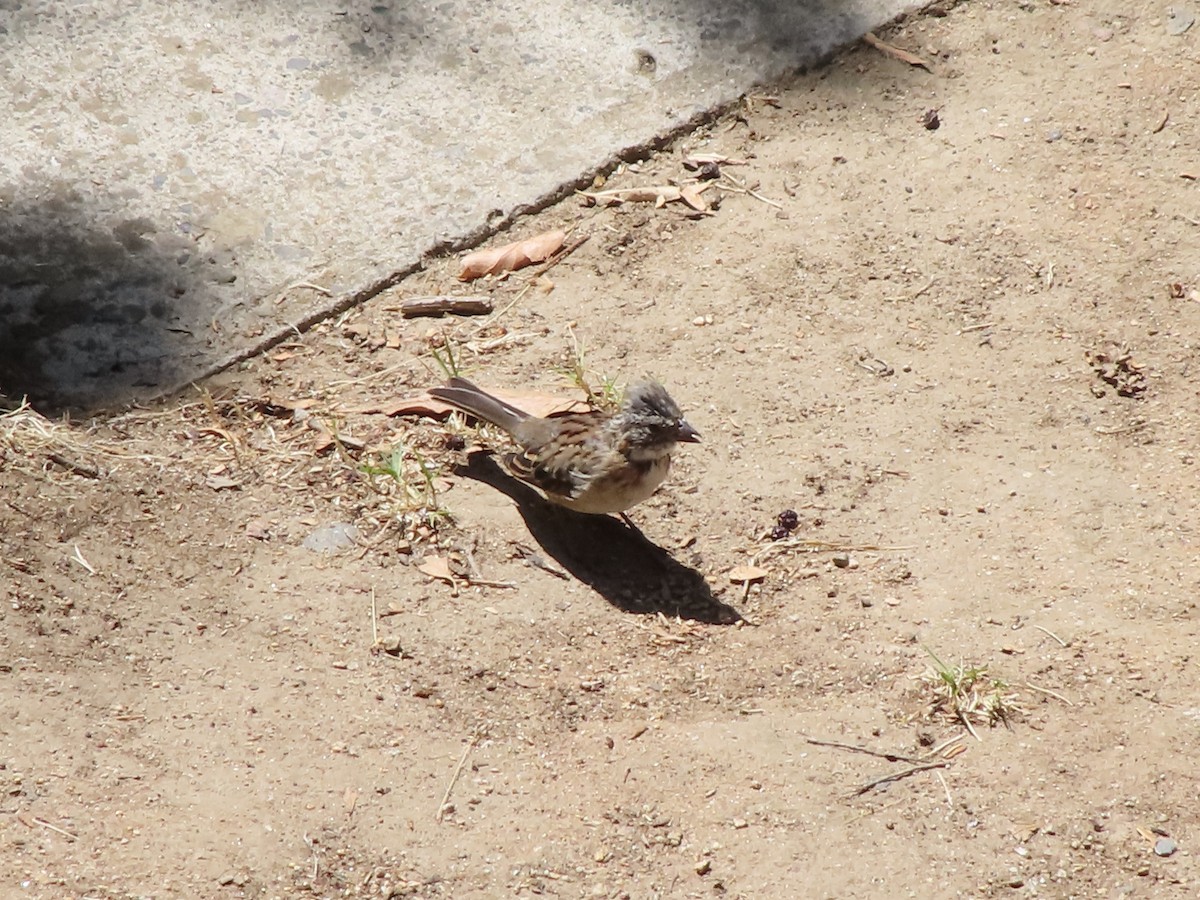 Rufous-collared Sparrow - ML425817691