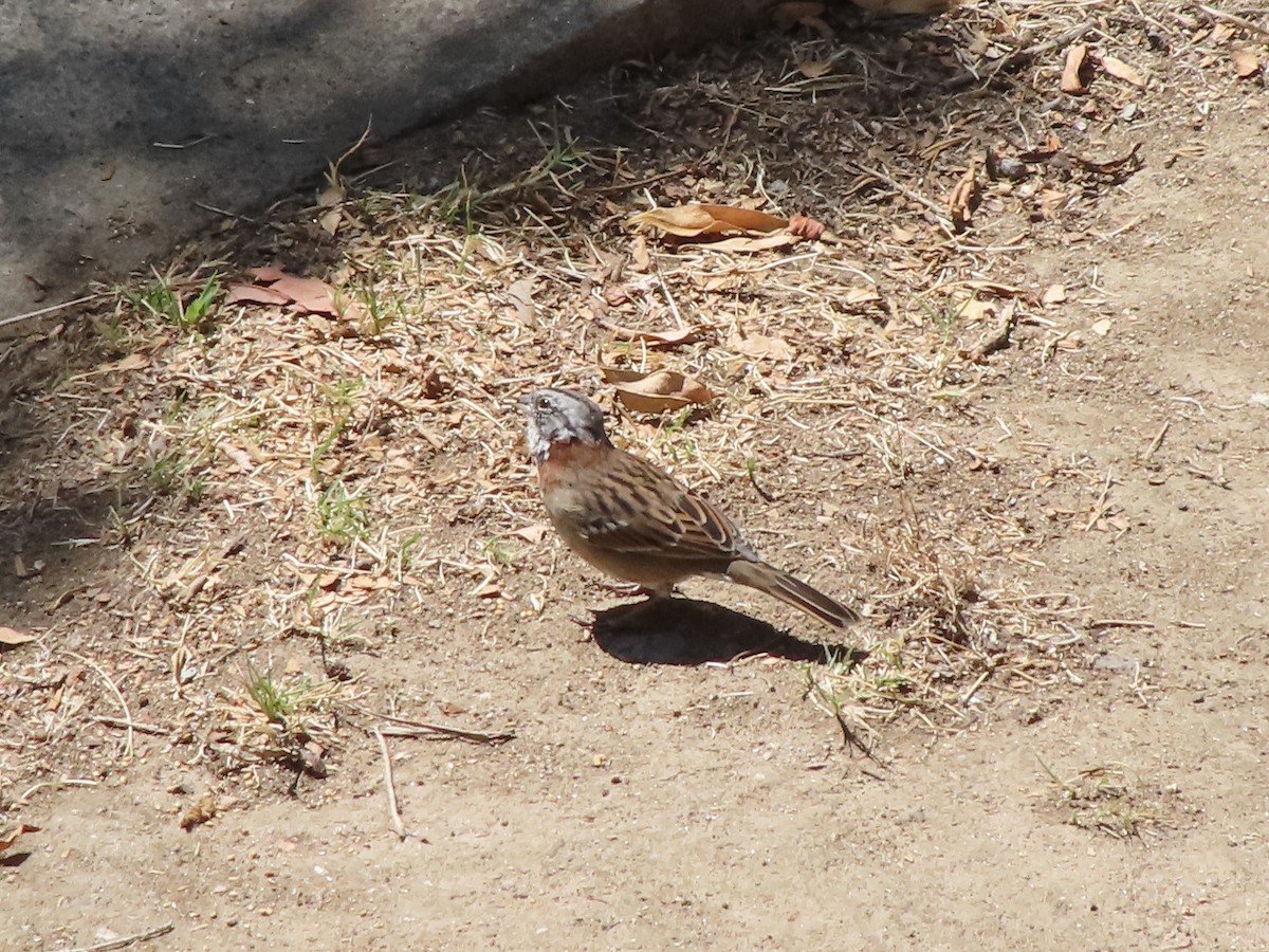 Rufous-collared Sparrow - ML425817721