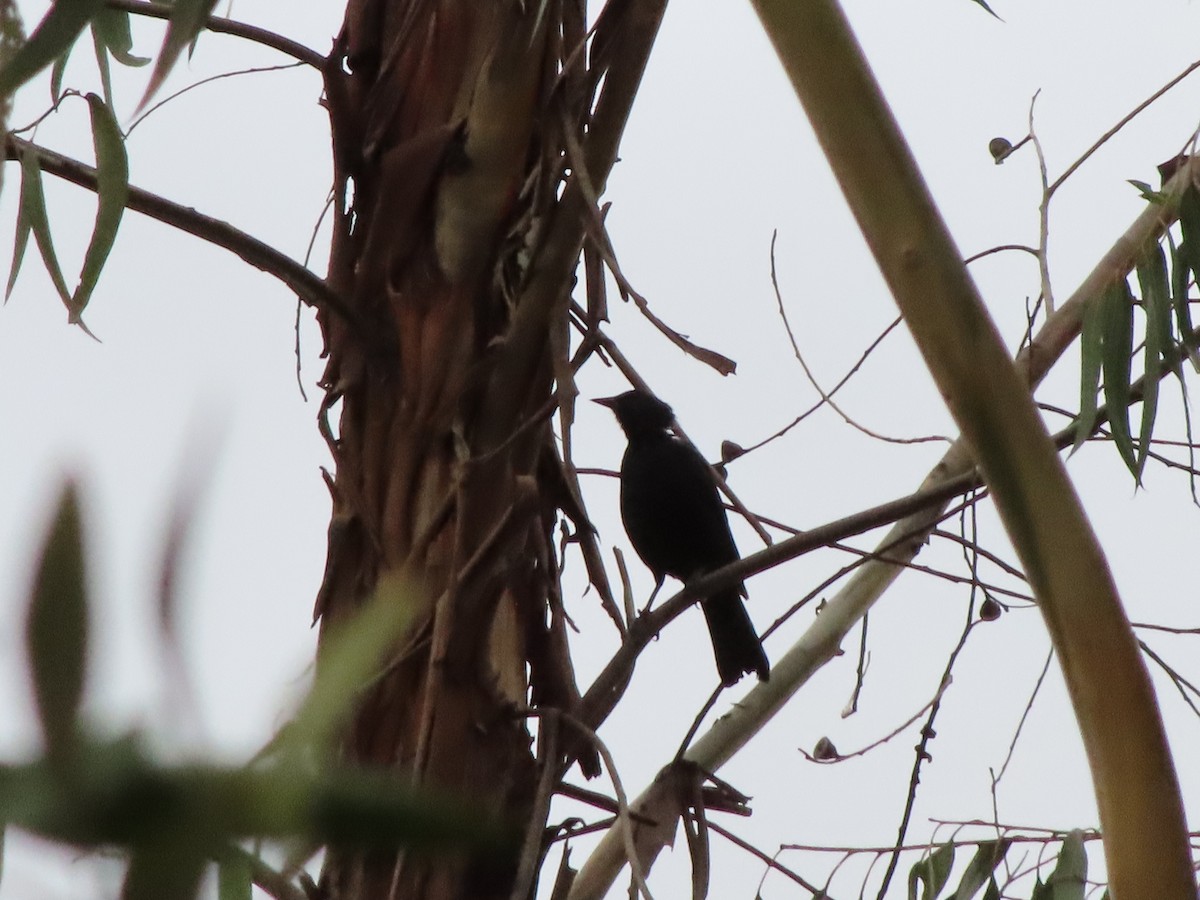 Austral Blackbird - ML425817911