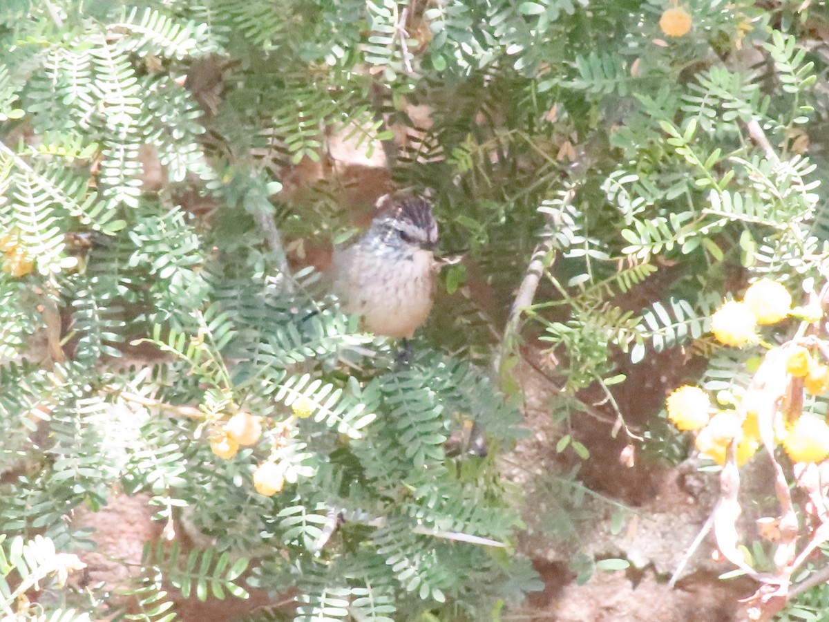 Plain-mantled Tit-Spinetail - ML425818271