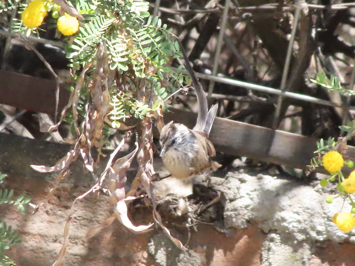 Plain-mantled Tit-Spinetail - ML425818281