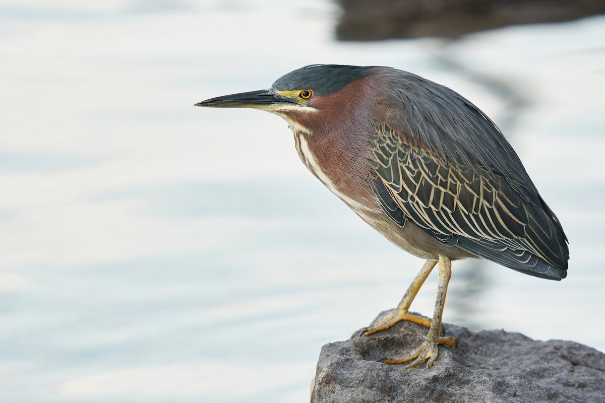 Green Heron - ML425818761