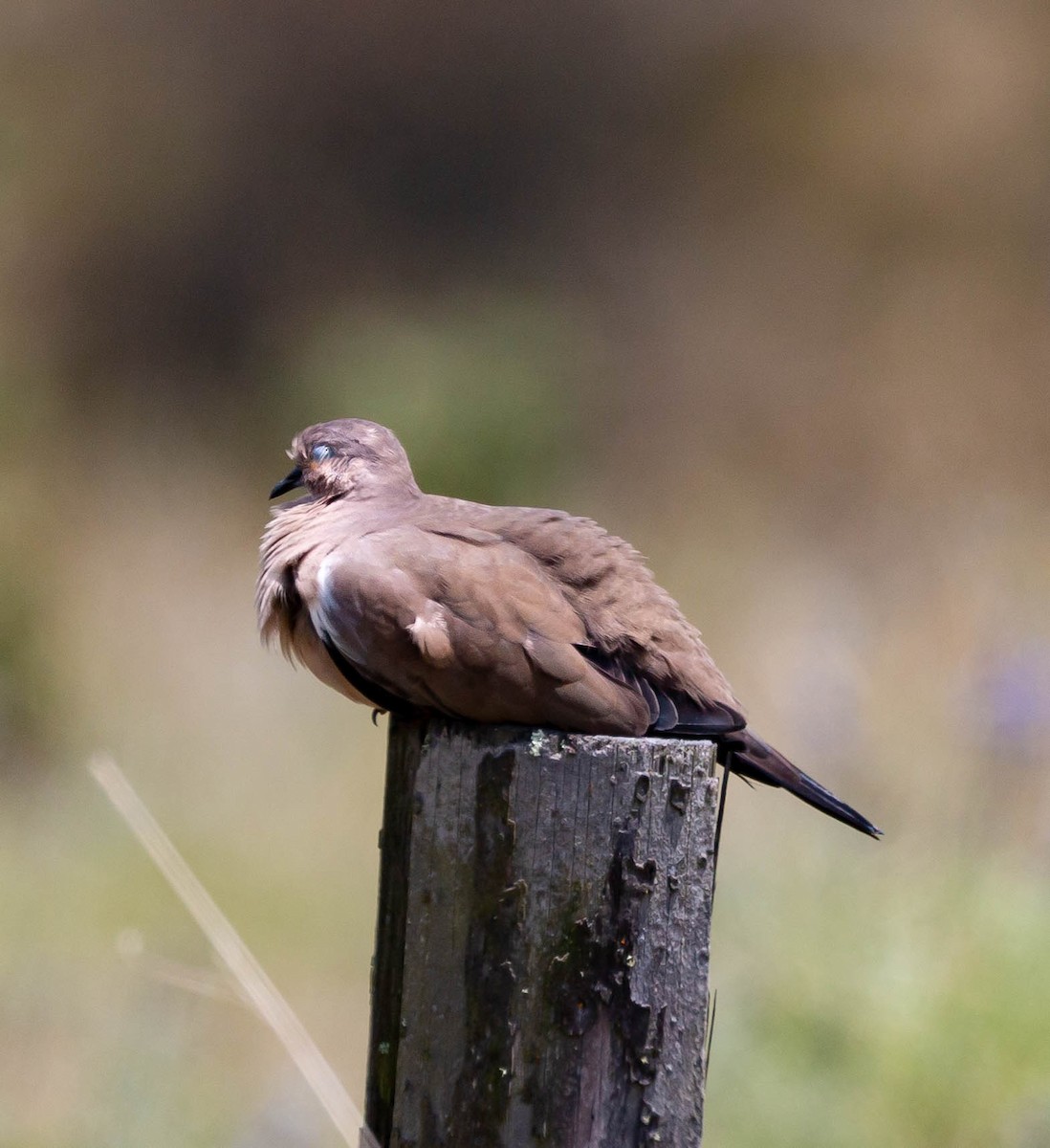 Black-winged Ground Dove - ML425818781