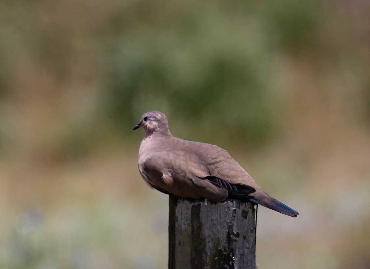 Black-winged Ground Dove - ML425818791