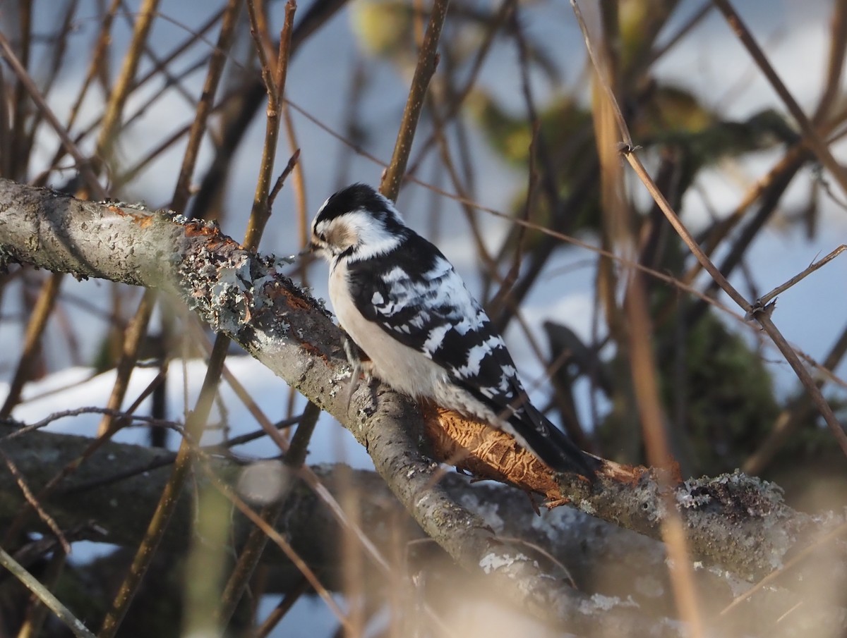 Цоохор тоншуул - ML425818991