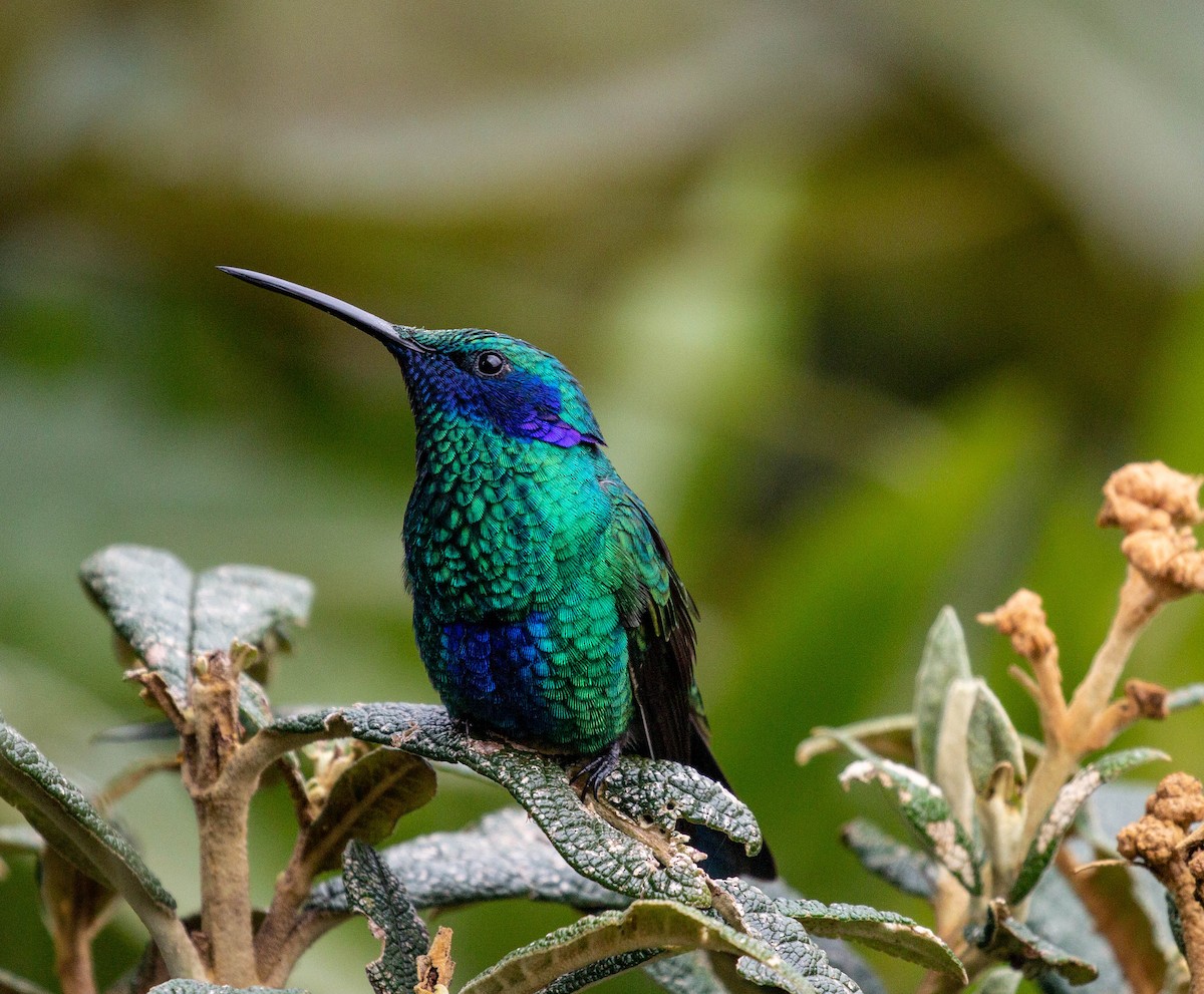 kolibřík modrolící - ML425819041