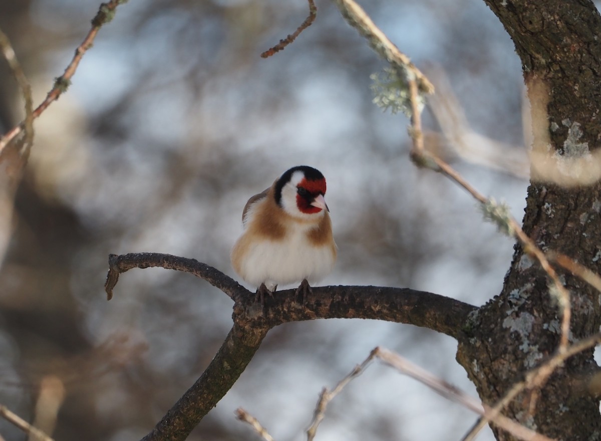 Бор бужирга - ML425819151