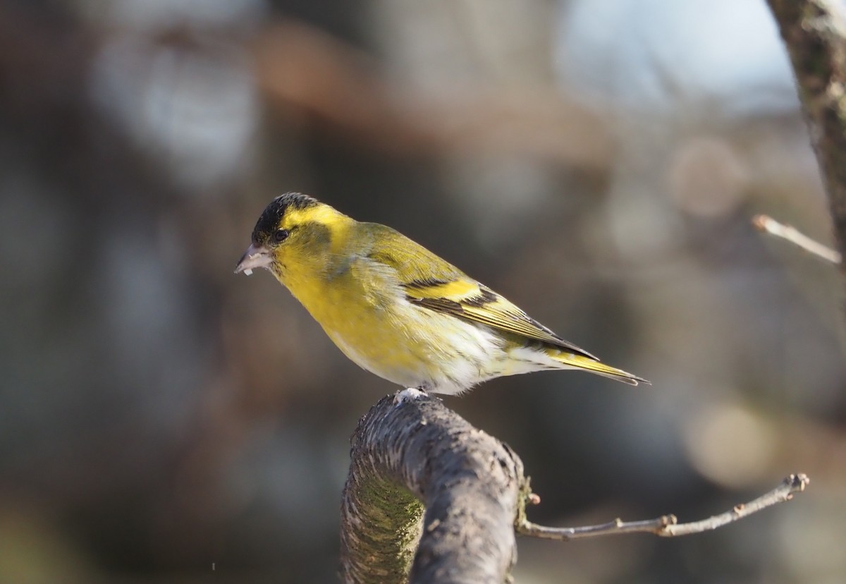 Эгэл ногоолзой - ML425819211