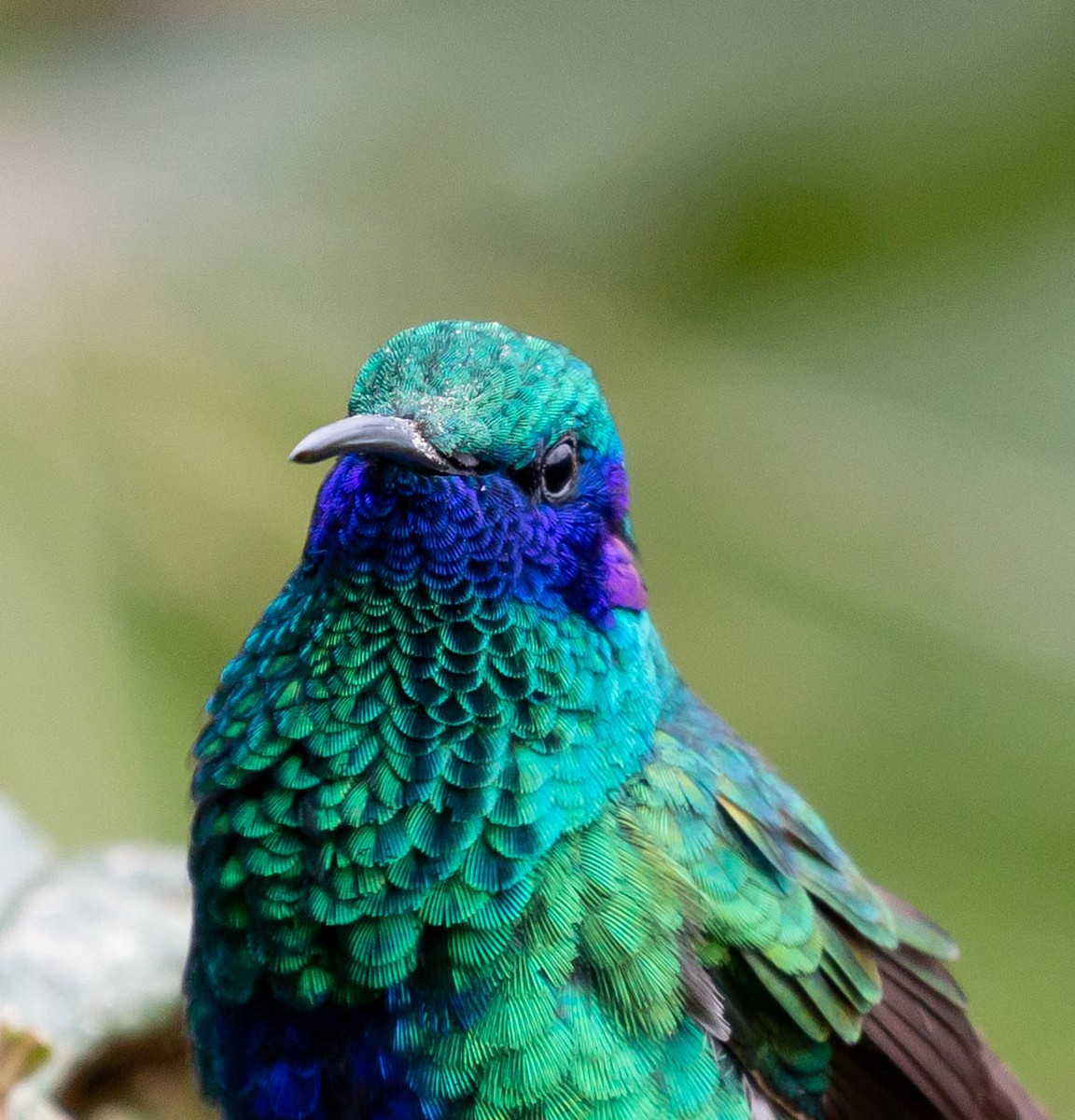 kolibřík modrolící - ML425819361
