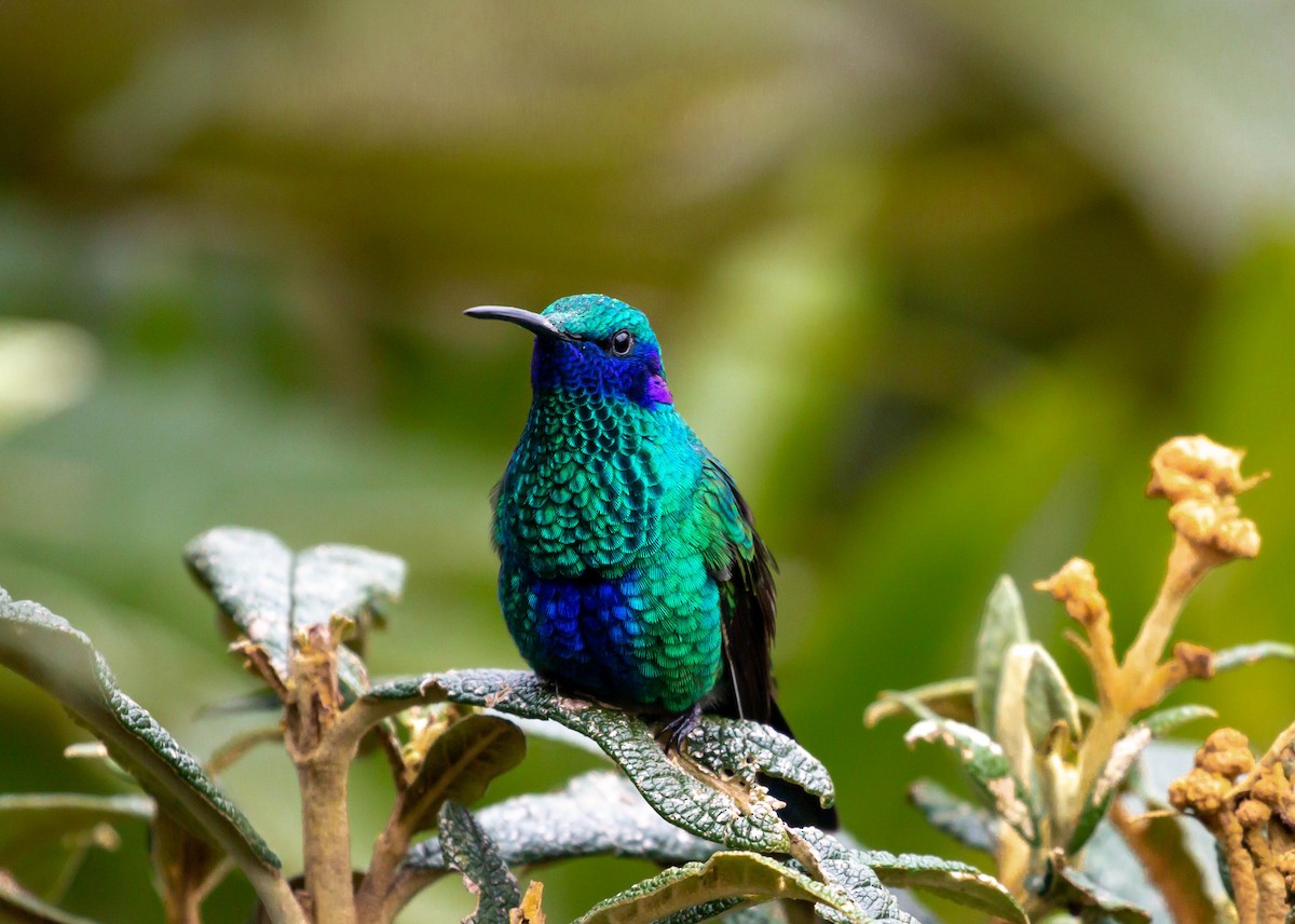 kolibřík modrolící - ML425819381