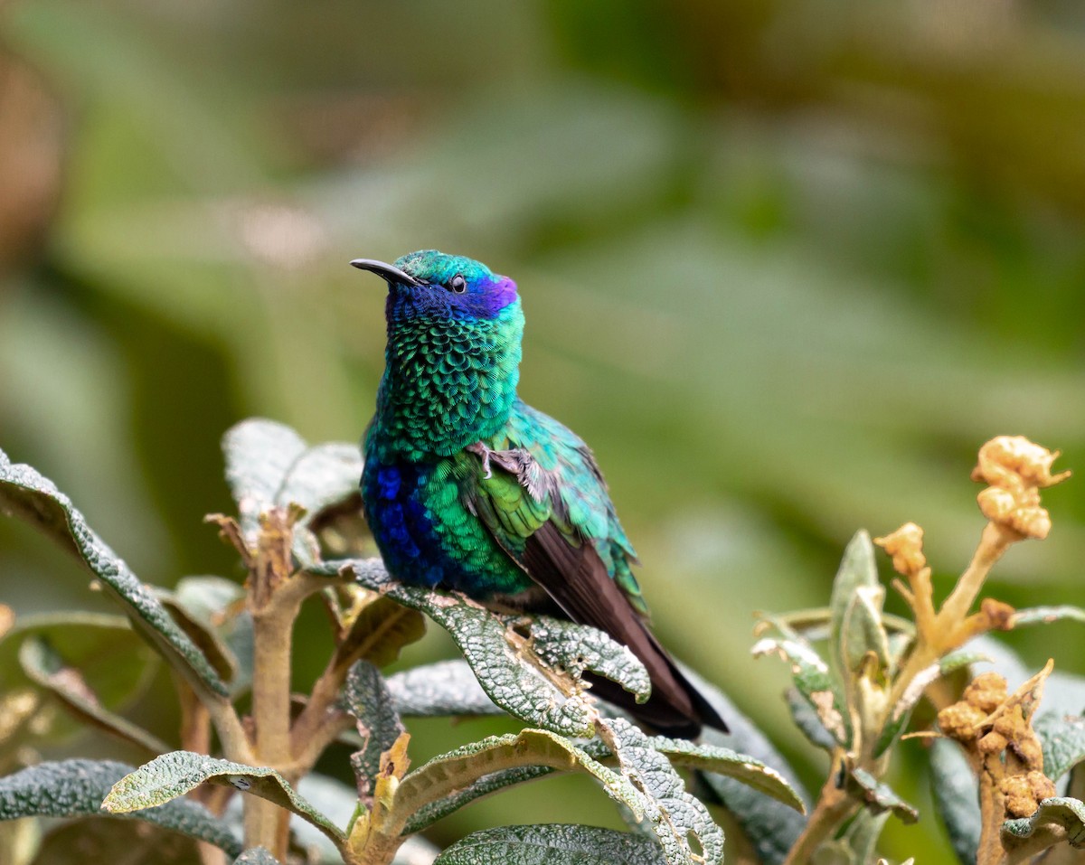 kolibřík modrolící - ML425819401