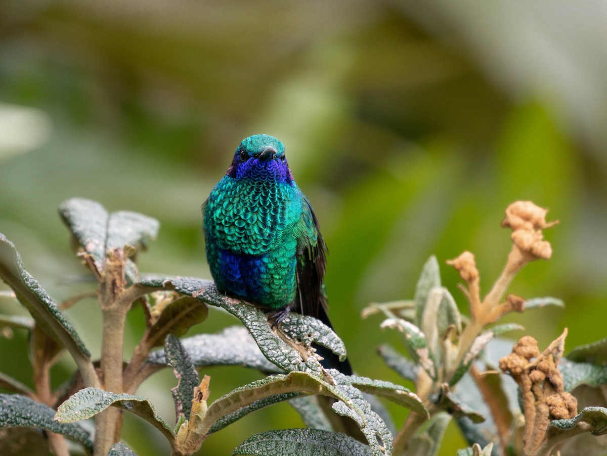 kolibřík modrolící - ML425819411