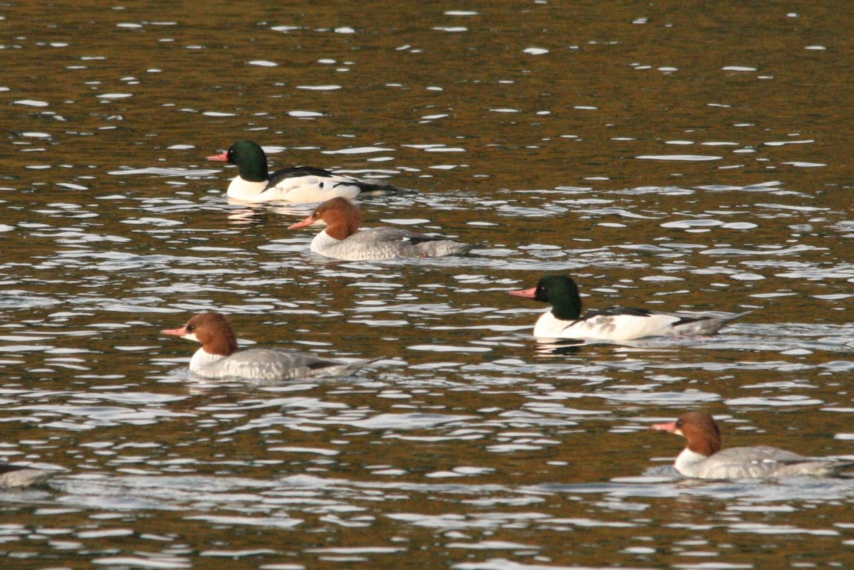 Common Merganser - ML425819541