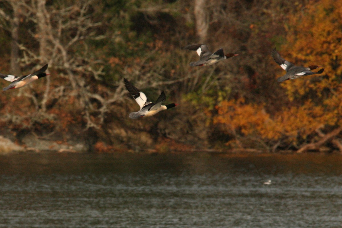 Common Merganser - ML425819551