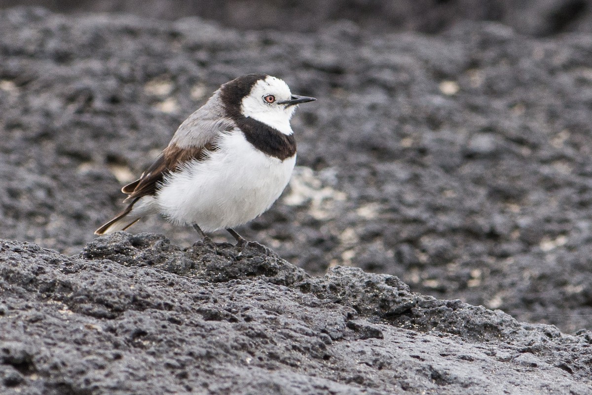 White-fronted Chat - John  Van Doorn