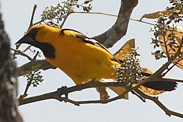 Oriole à gros bec - ML425821561