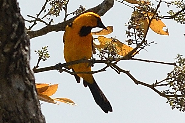 Oriole à gros bec - ML425821571