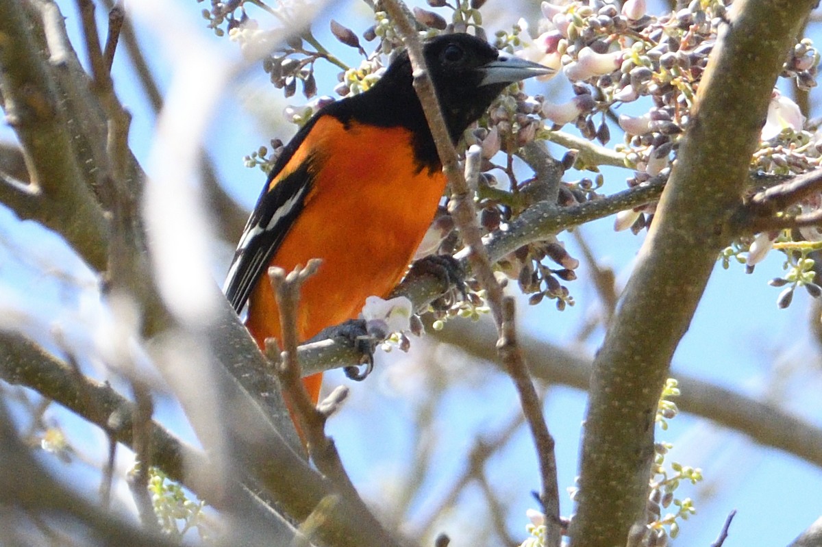 Oriole de Baltimore - ML425821821