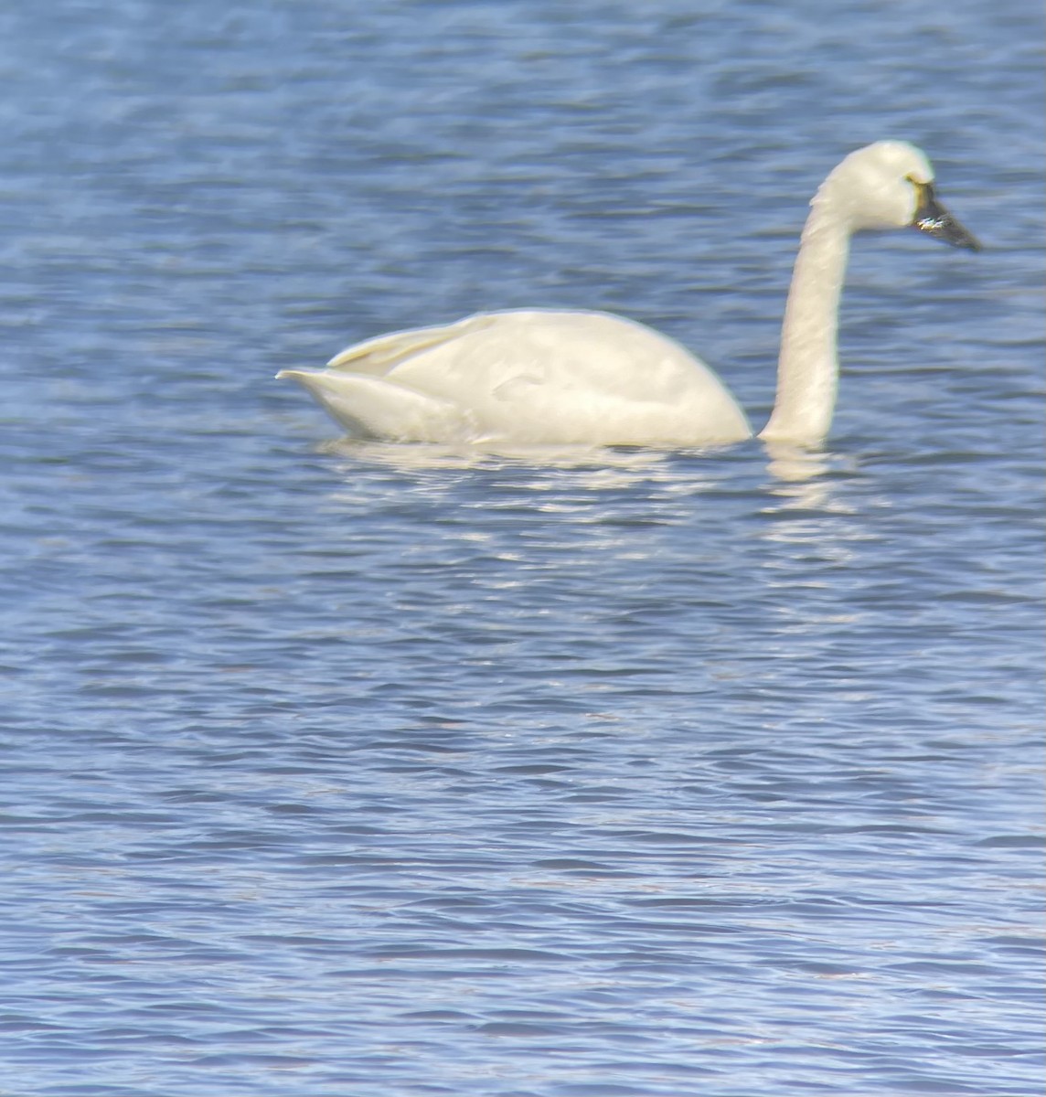 Tundra Swan (Whistling) - ML425822571