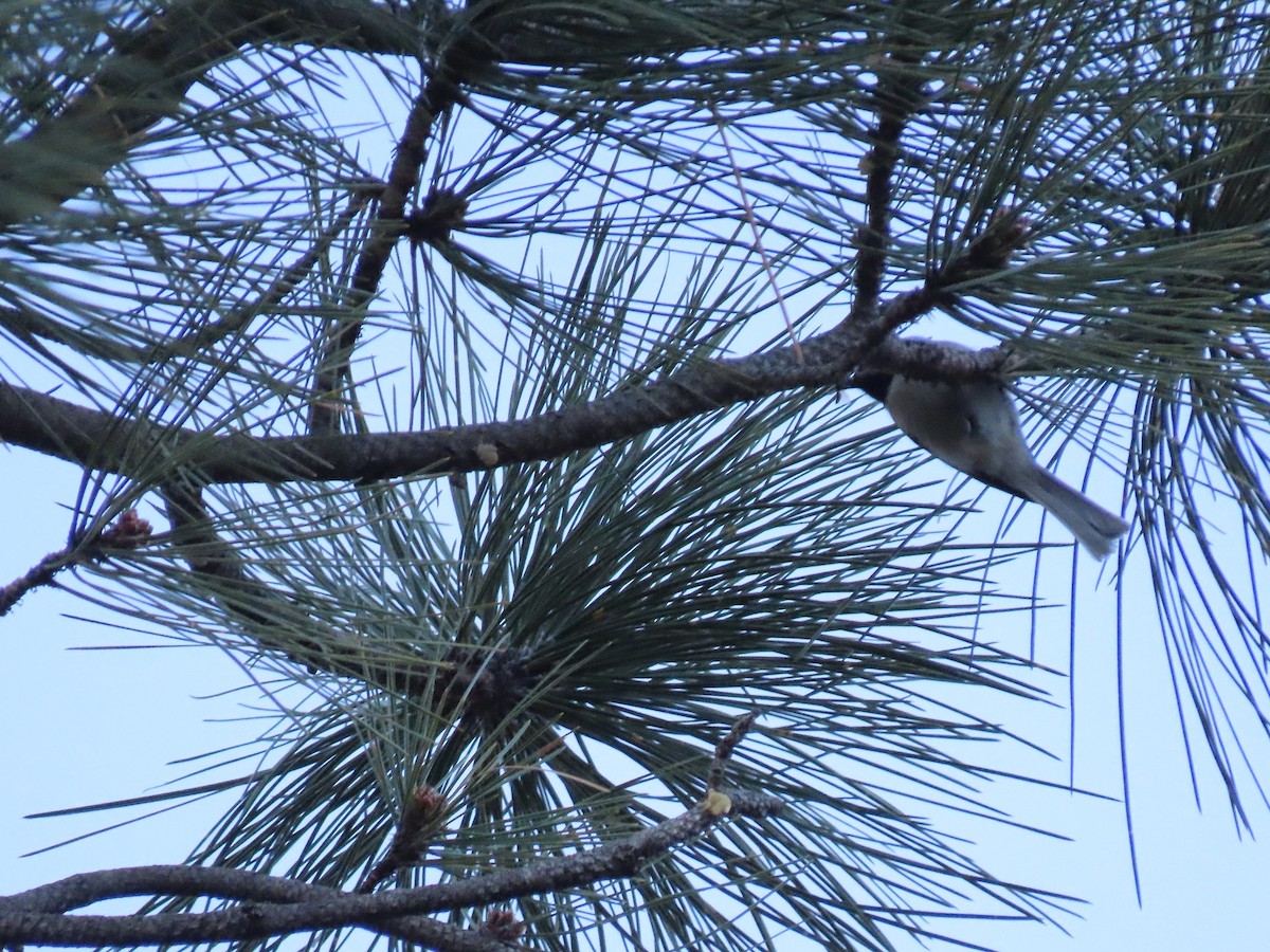 Mountain Chickadee - ML425822581