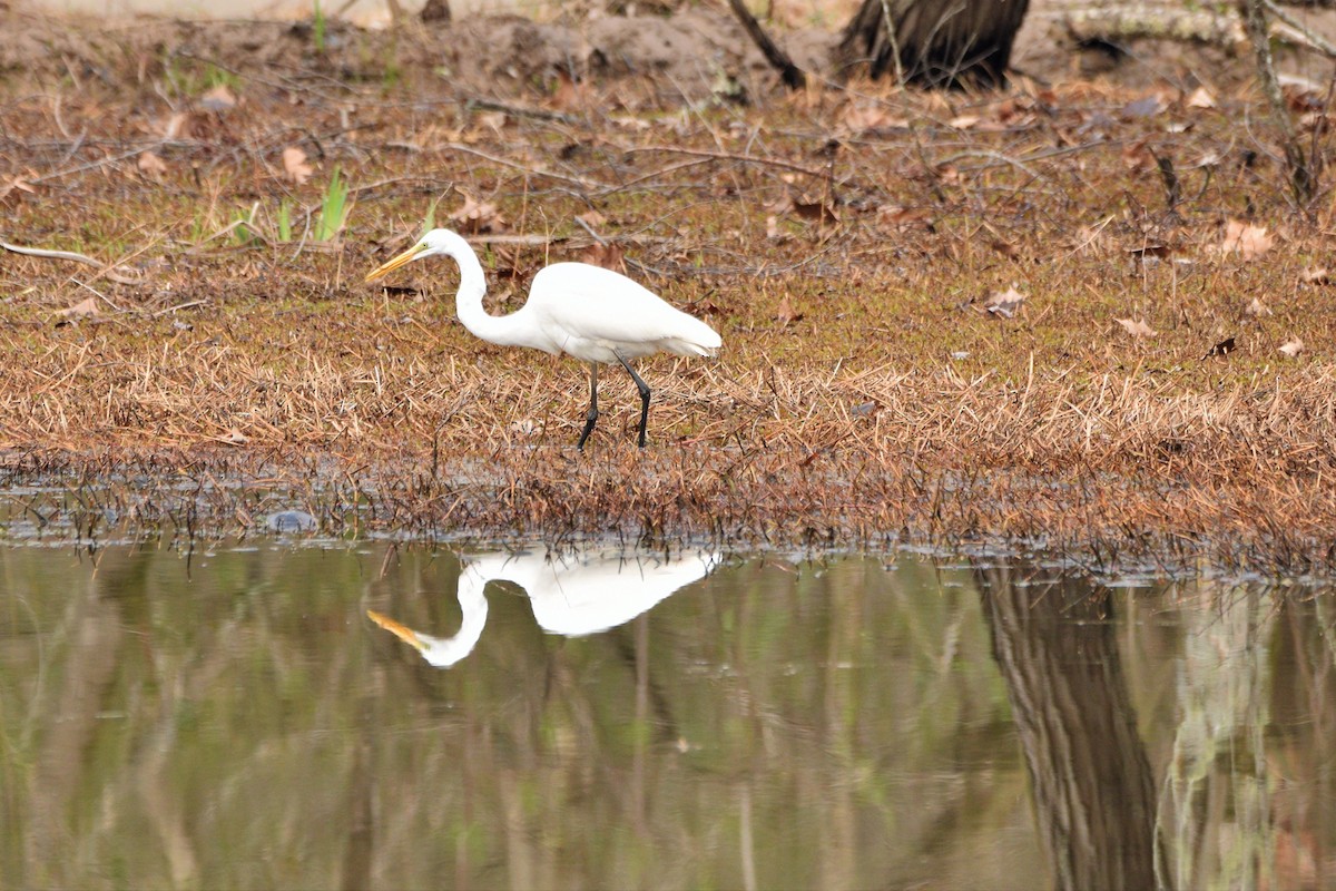 Great Egret - ML425823931