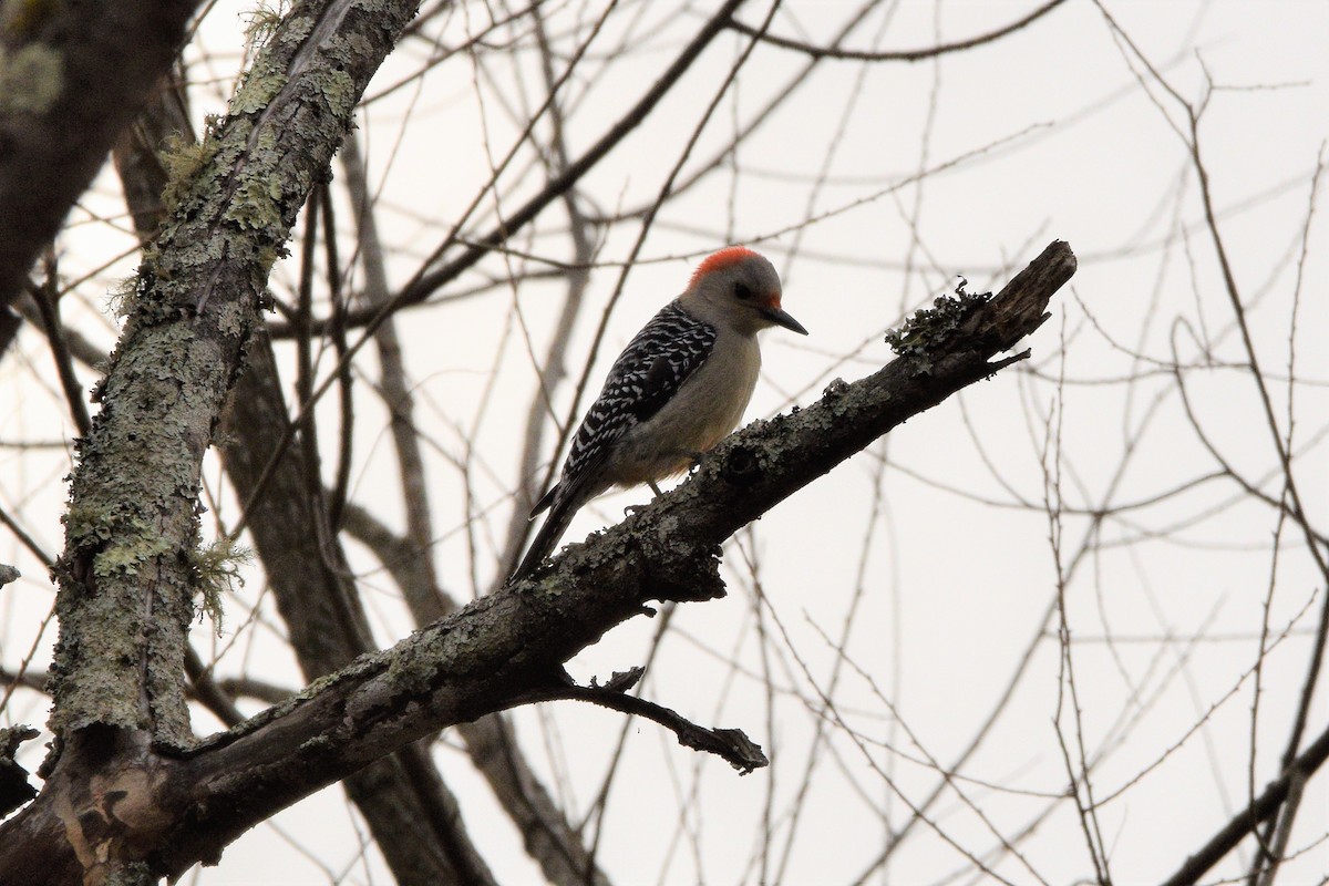 Red-bellied Woodpecker - ML425824791