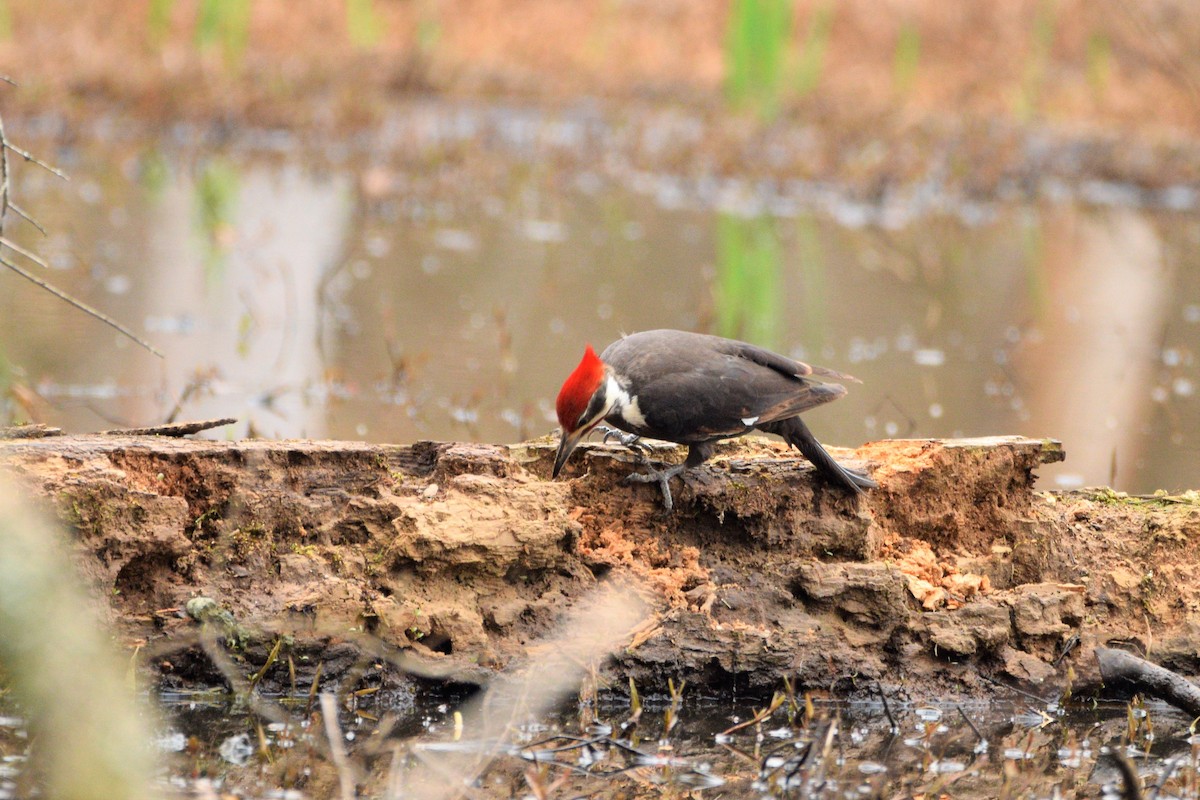 Pileated Woodpecker - Gerri McLaughlin