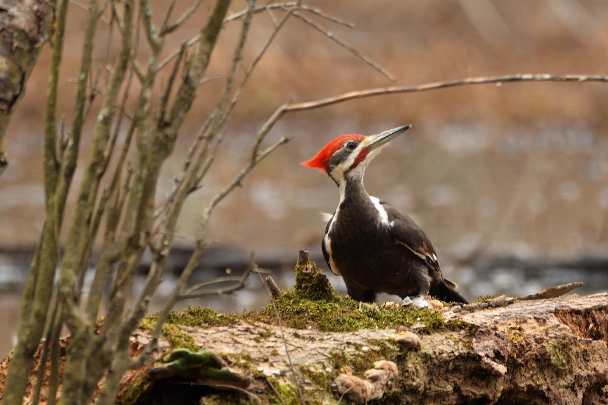 Pileated Woodpecker - Gerri McLaughlin