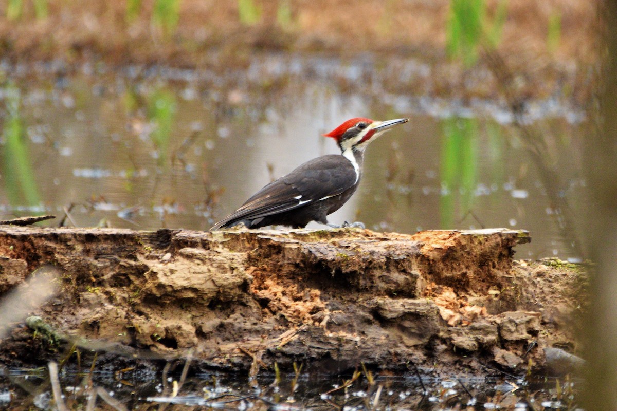 Pileated Woodpecker - Gerri McLaughlin