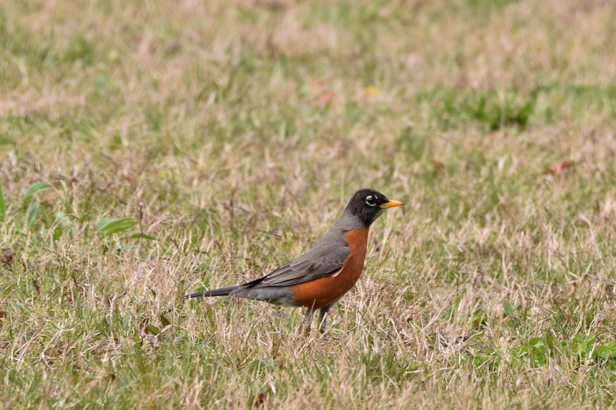 American Robin - Gerri McLaughlin