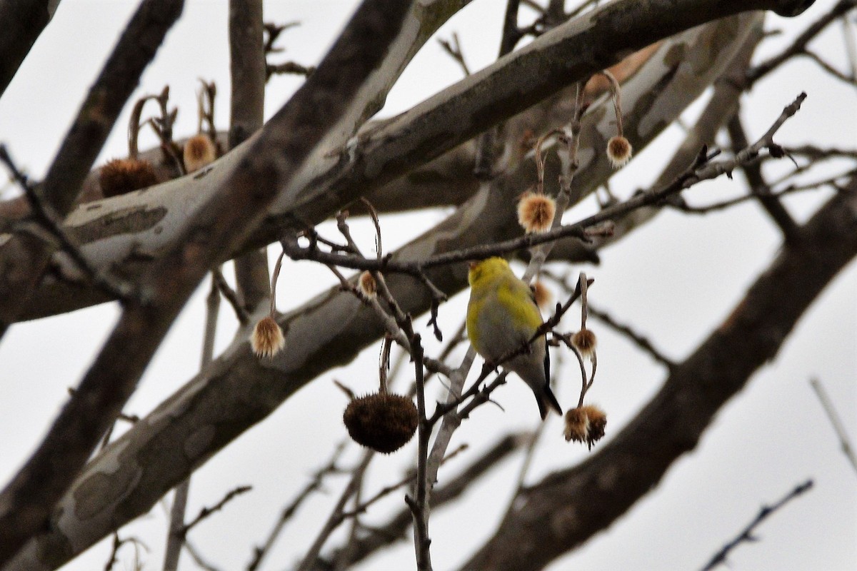 American Goldfinch - ML425826501