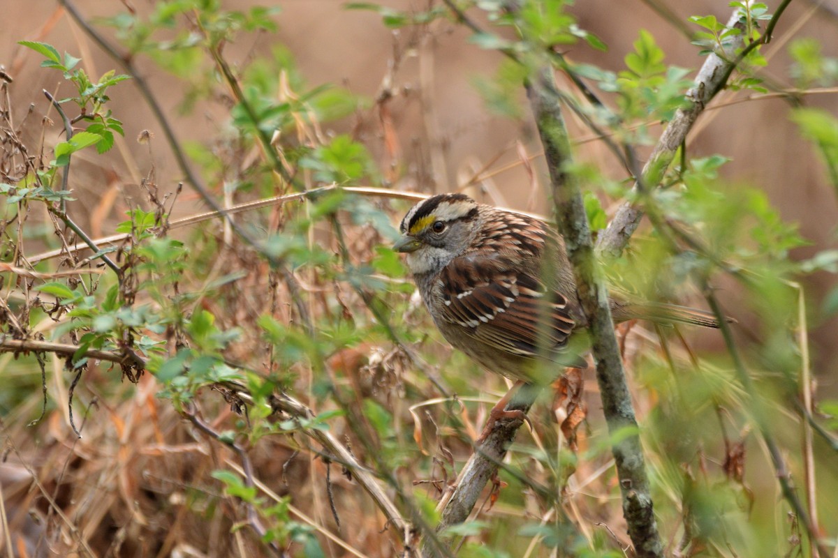 White-throated Sparrow - ML425826581
