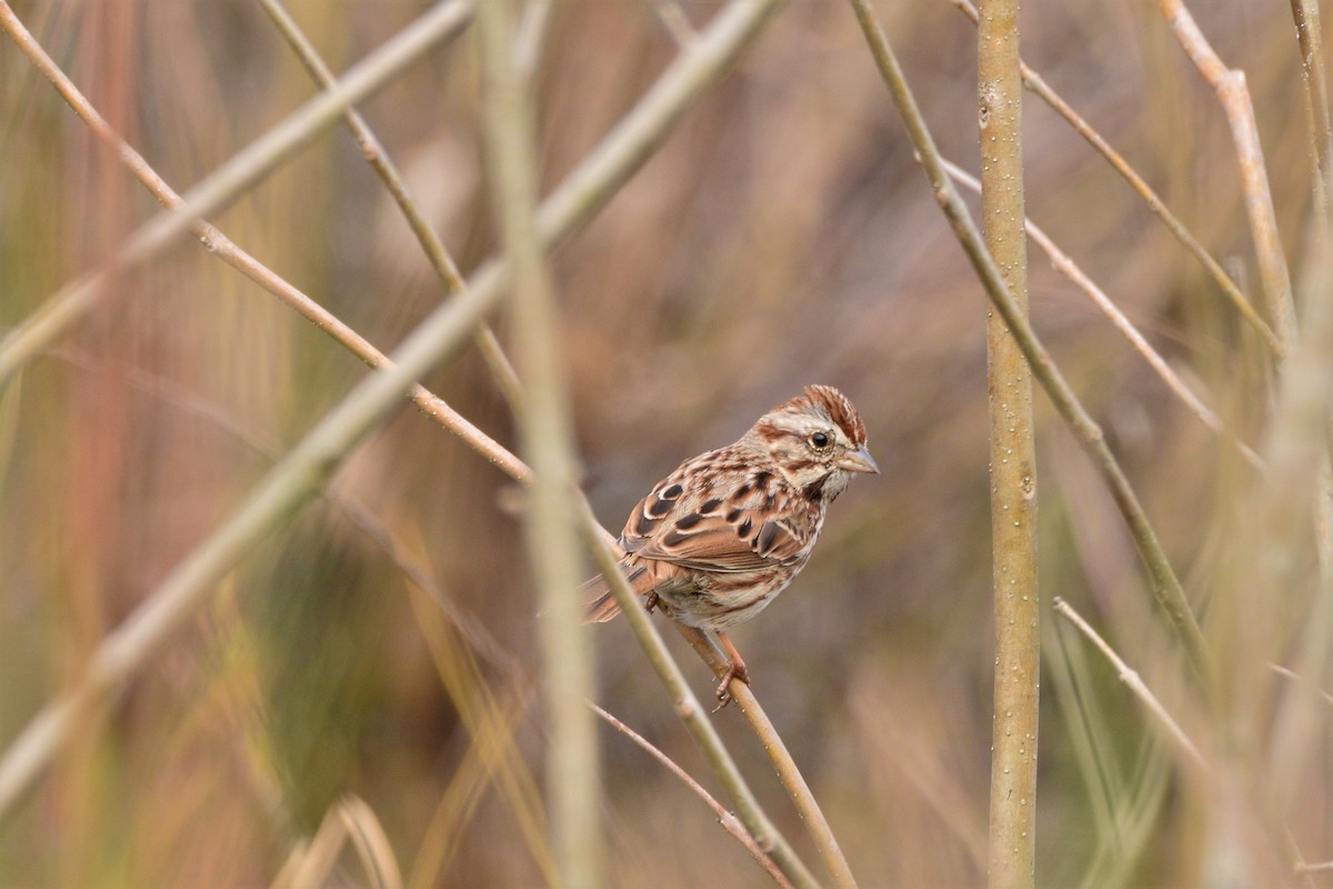 Song Sparrow - Gerri McLaughlin