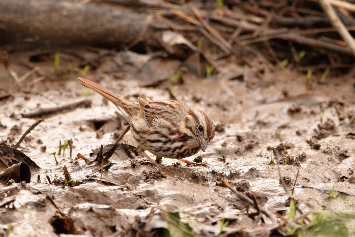 Song Sparrow - ML425826851