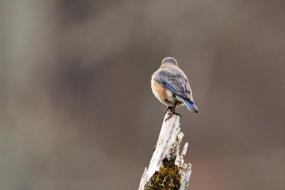 Eastern Bluebird - ML425827091