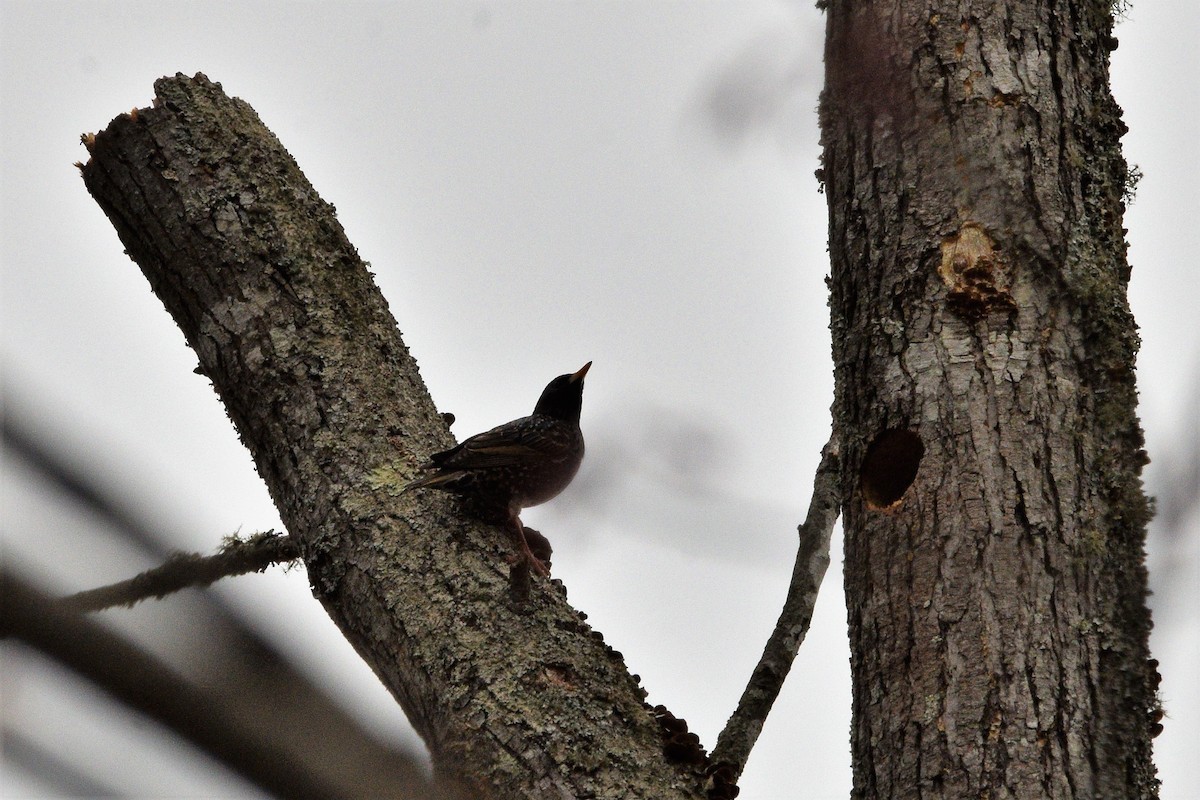 European Starling - ML425827291