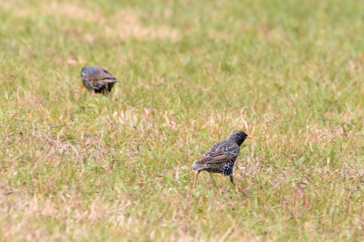 European Starling - ML425827301