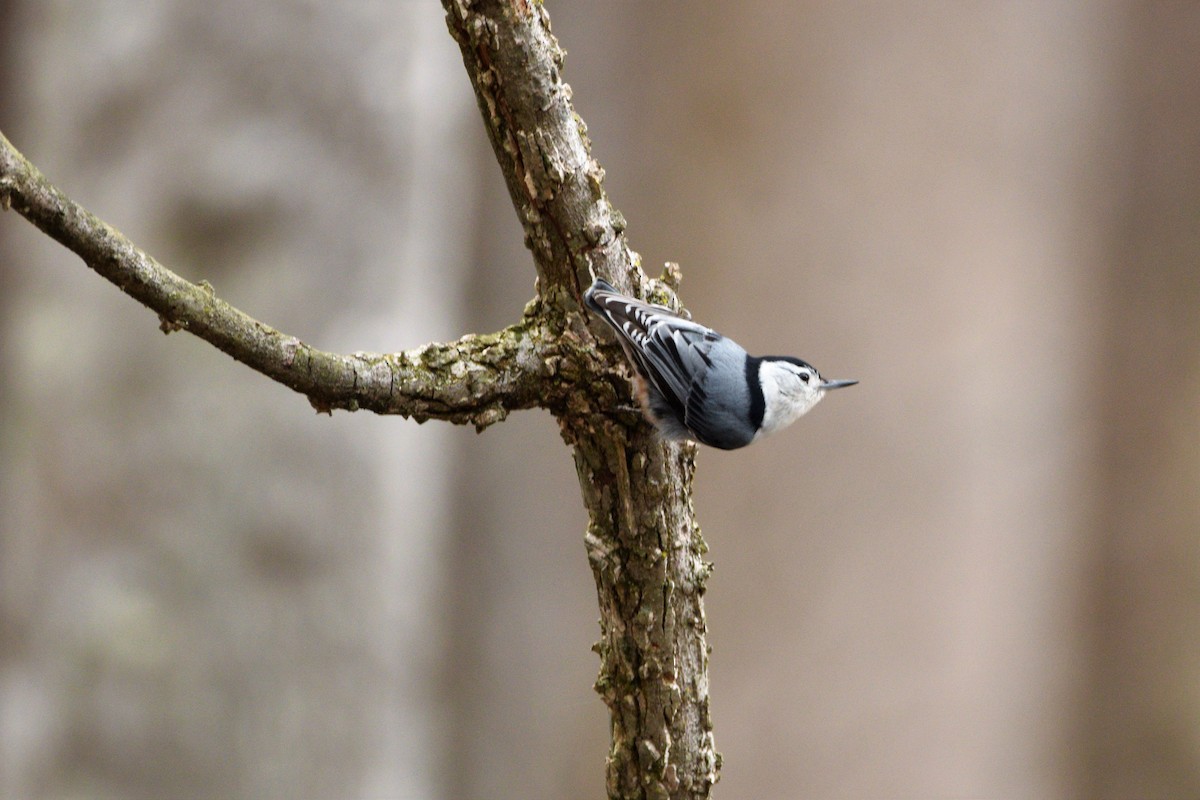White-breasted Nuthatch - ML425827421