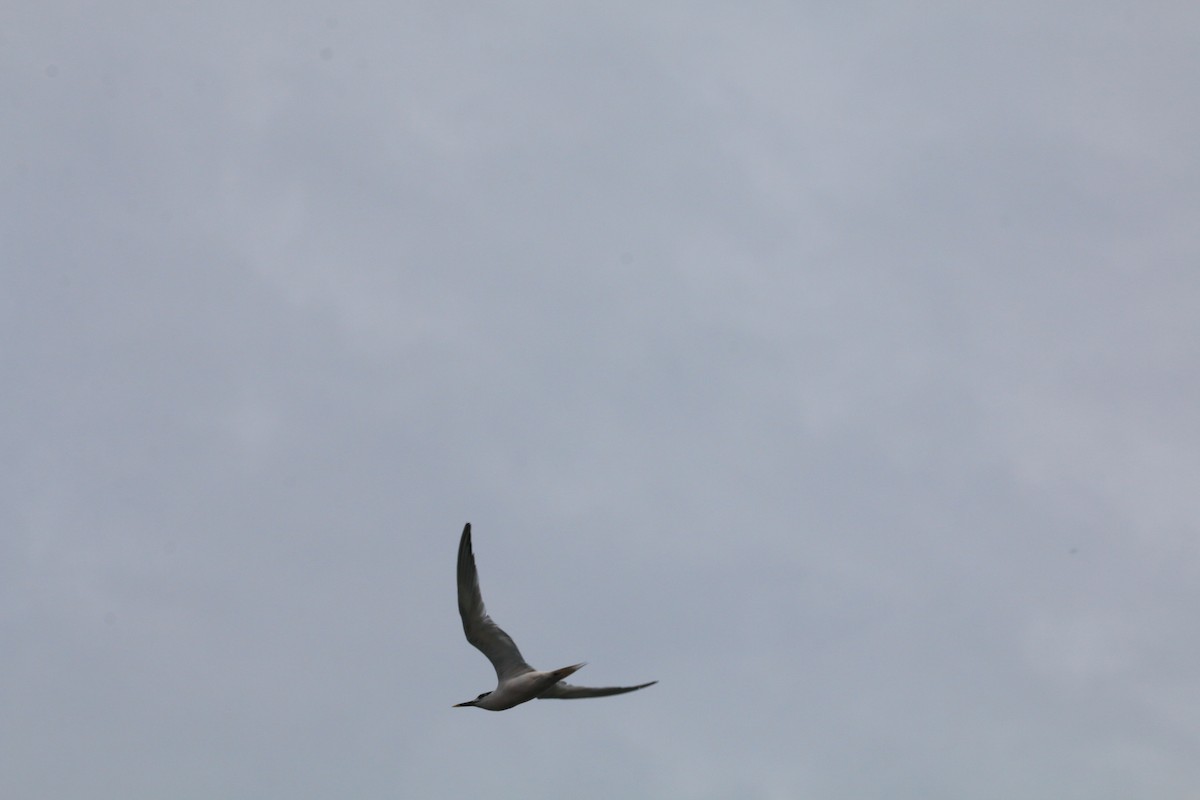 Sandwich Tern - ML425827461