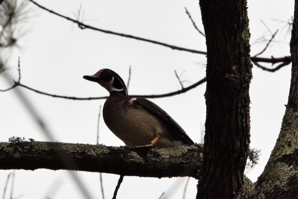 Wood Duck - ML425827501