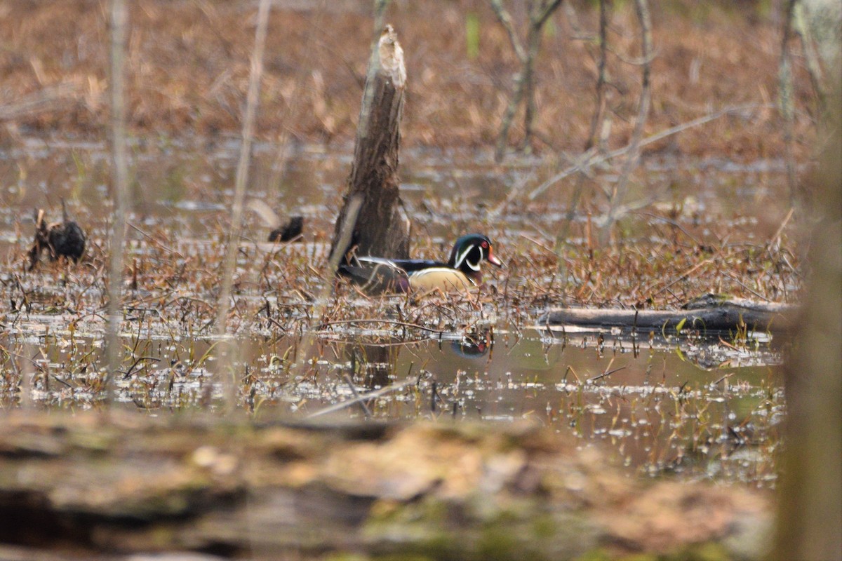 Wood Duck - ML425827511