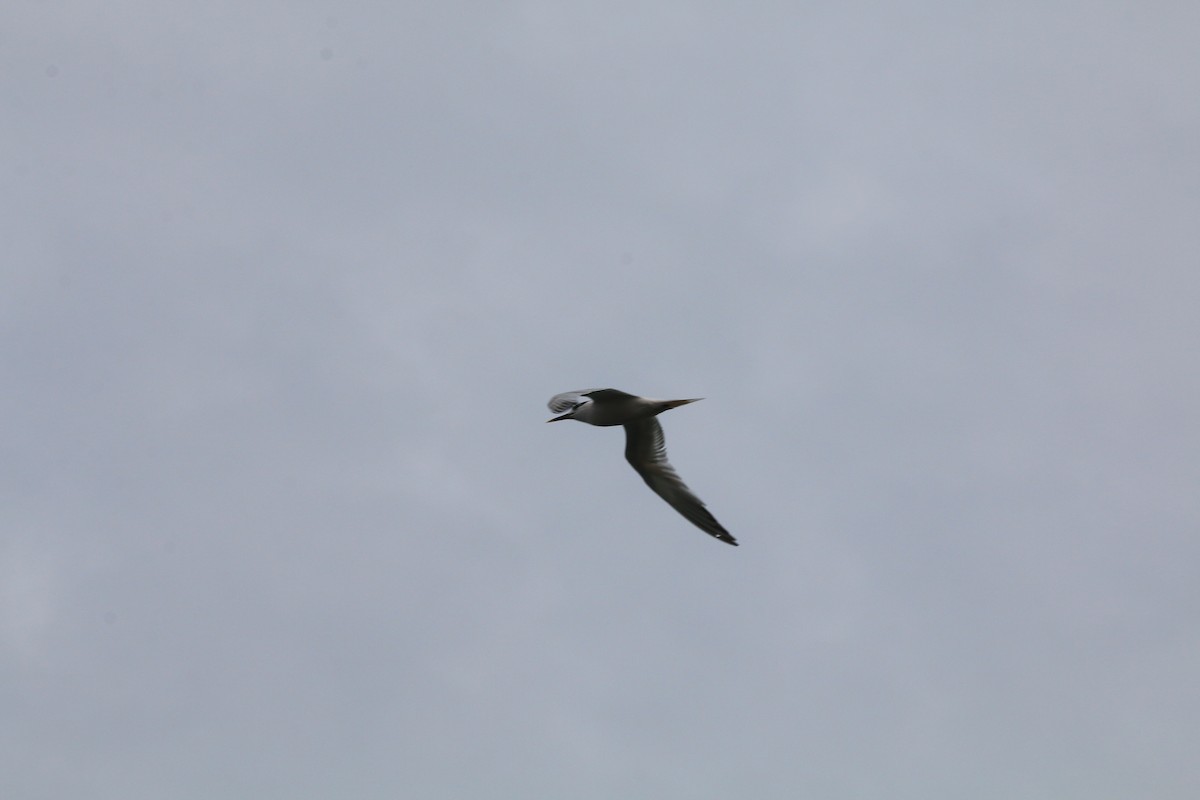 Sandwich Tern - ML425827661